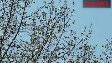 Baykar görüntüleri paylaştı! Bayraktar DİHA test uçuşunda!