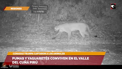 Pumas y yaguaretés conviven en el Valle del Cuñá Pirú