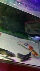 KOI FISH JOIN PREDATOR FISH