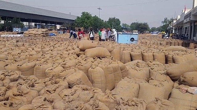 श्रीगंगानगर-हनुमानगढ़ के व्यापारियों ने 11,74,230 क्विंटल गेहूं की खरीद की,बड़ी मात्रा में गेहूं कांडला पोर्ट भेजा