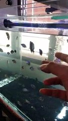FISH LEARN TO SWIMM