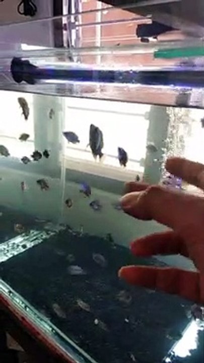 FISH LEARN TO SWIMM