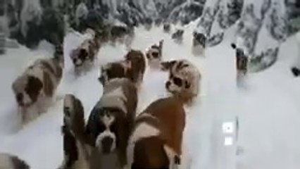MOST EXPENSIVE 5 MOST EXPENSIVE DOG IN THE WORLD
