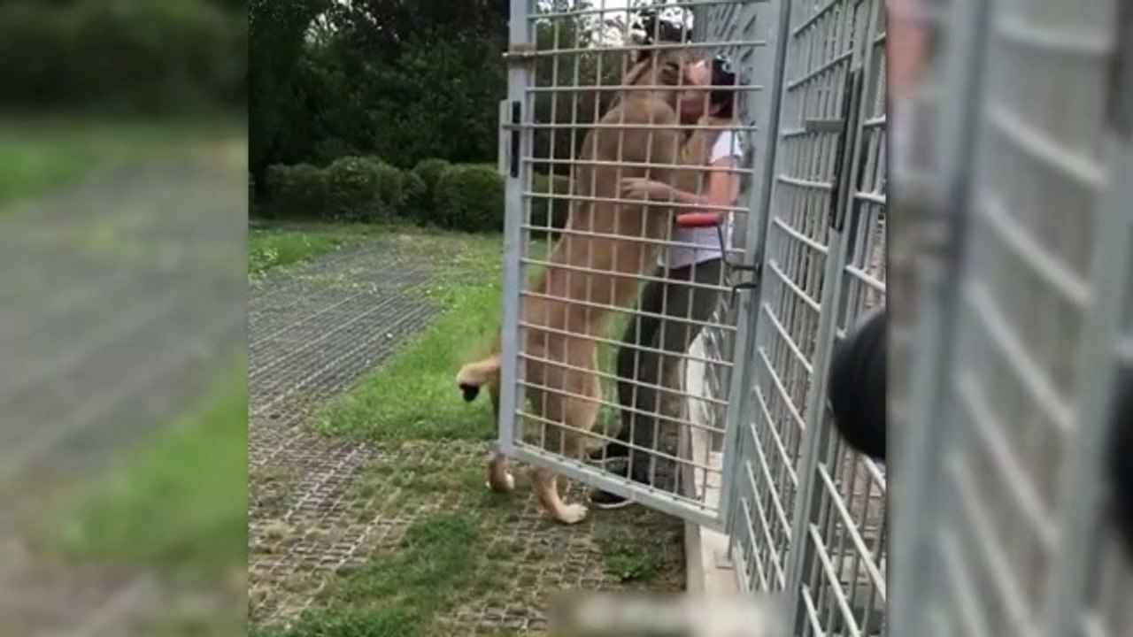 Animals Reunited With Owner After Years #2