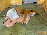 Emocionados, moradores pedem ajuda para cirurgia em cadela que foi atropelada em Cajazeiras
