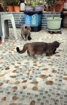 Un oiseau encerclé par trois chats