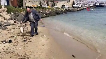 Karadeniz’de yunus ölümlerinden sonra korkutan bir manzara daha!