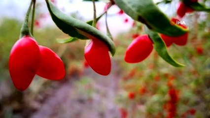 Yurt dışında gördüğü meyve, gelir kaynağı oldu