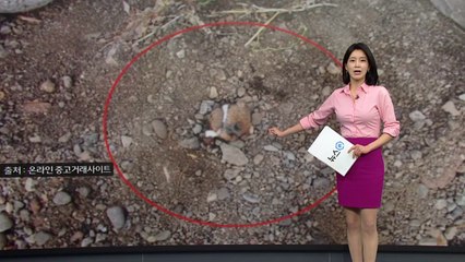 [뉴스큐] 묶고 감고 생매장까지...갈수록 잔혹해지는 '동물 학대' / YTN