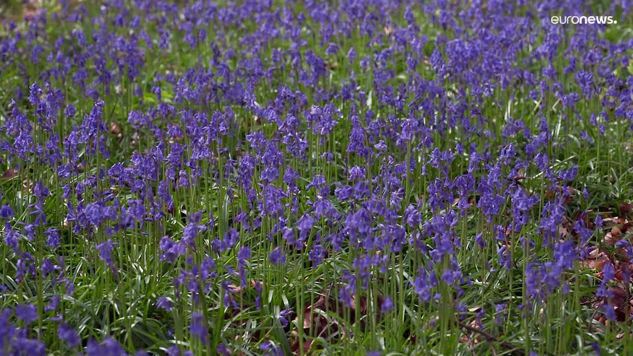 Ruhe, Frieden, Energie: Blaues Blumenmeer in Belgien lockt Tausende