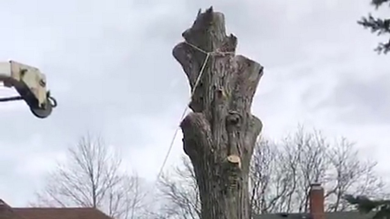 Petite surprise pendant l'abattage d'un arbre