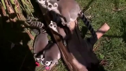 Los animales del zoo de Chile buscan sus huevos de pascua