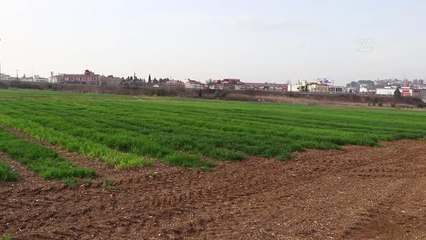 Tekirdağ'da yerli buğday çeşitlerinden yüksek verim elde edildi