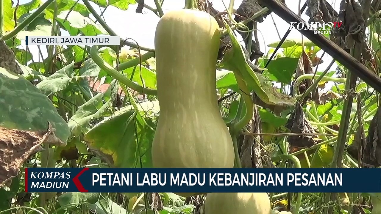 Petani Labu Madu Kebanjiran Pesanan