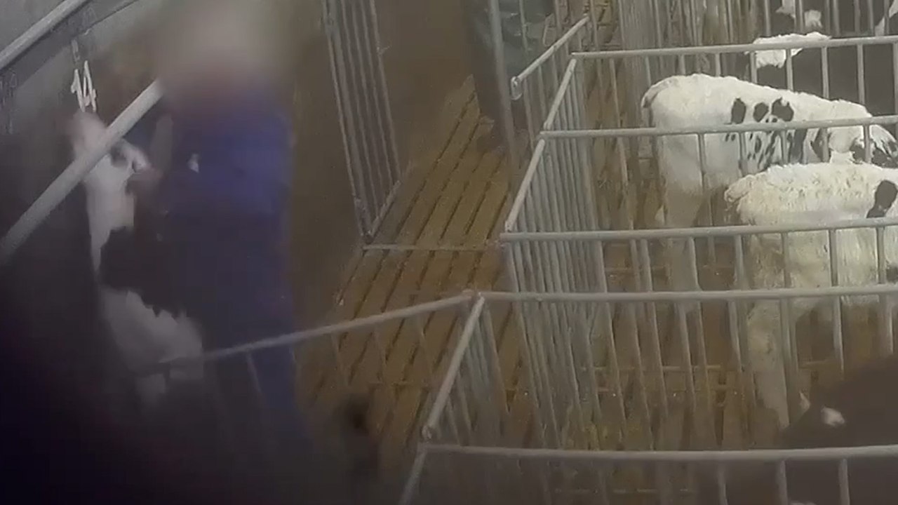 Maltraitance animale : dans un élevage de Denkavit, des veaux sont battus à coups de poing, de pied et de bâton