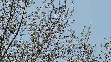 Bayraktar DİHA'nın yeni görüntüleri yayınlandı