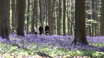Bois de Hal: floraison des jacinthes sauvages