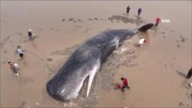 Çin'de 60 tonluk balina için 20 saatlik kurtarma operasyonu