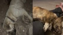 Ettiği kavga sonrası köpeklerini ölü buldu