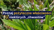 Poznaj pożyteczne właściwości niektórych "chwastów"