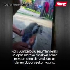 Bakar mercun dalam dubur kucing!