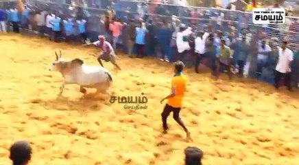திருச்சுழியில் ஜல்லிக்கட்டு விழா; சீறிப்பாய்ந்த காளைகள்!