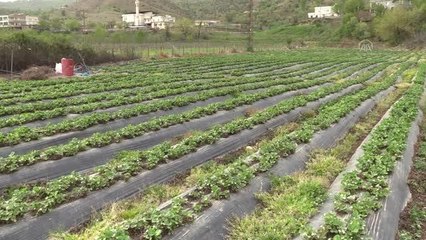 Tescilli Sason çileğinde bu yıl hasadın 5 bin ton olması hedefleniyor