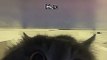 #shorts Can’t sleep  #funny #funnyvideos #cateyes #catsoftiktok #cattok #cattokers #comedy #cat #foryoupage #fyp #frypgシ #pet #cantsleep#kitten #zoomies