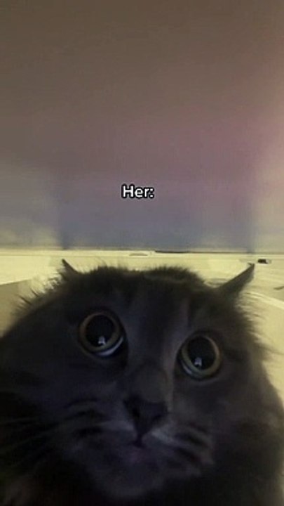 #shorts Can’t sleep  #funny #funnyvideos #cateyes #catsoftiktok #cattok #cattokers #comedy #cat #foryoupage #fyp #frypgシ #pet #cantsleep#kitten #zoomies