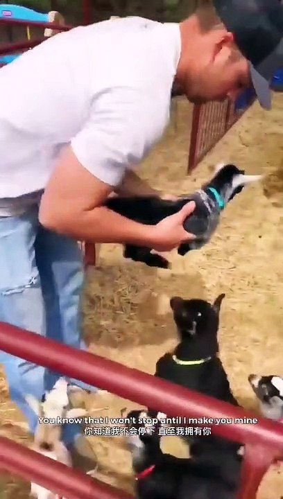 #shorts #pet #funnyvideos #animals #cute