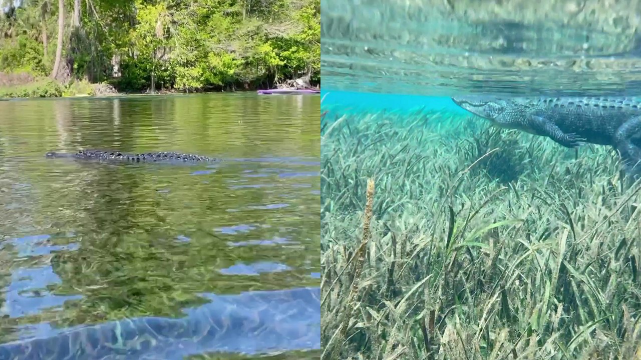 'Nature lover spots alligator moving on ITS TOES under the water '