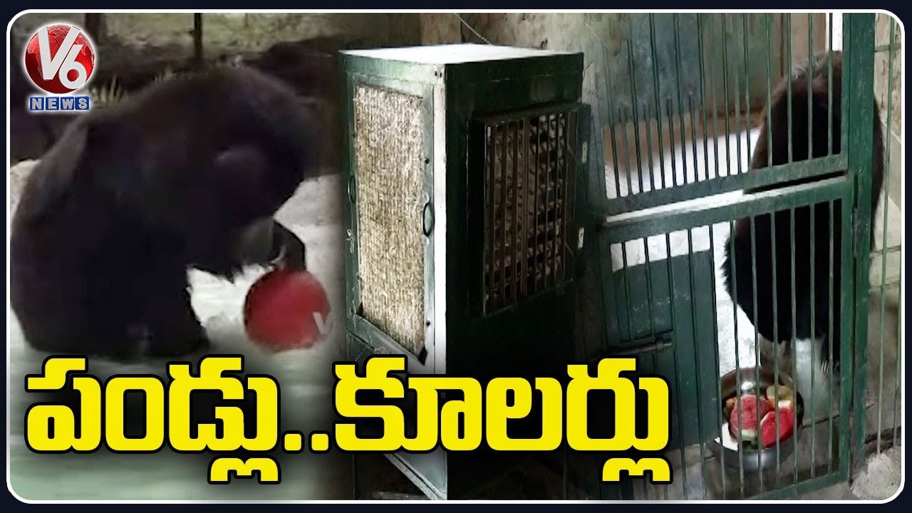 Water Coolers, Sprinklers Set Up For Bears To Beat Heat | Agra | V6 News