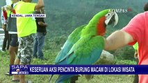 Keseruan Pecinta Burung Macaw Melatih Hewan Tersebut di Bukit Objek Wisata