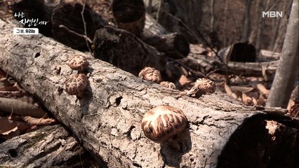 표고버섯 중 제일 맛있다는 백화고?! 쫀득&탱탱한 그 맛!