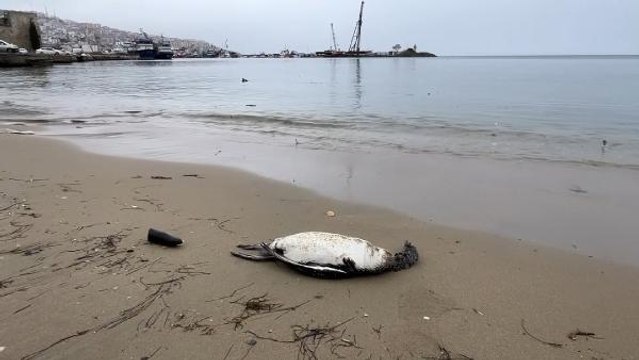 SİNOP SAHİLİNDE 25 KARA GERDANLI DALGIÇ ÖLÜSÜ BULUNDU