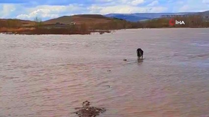 Kızılırmak'ta ölen yavrularını arayan köpekler görenleri duygulandırdı
