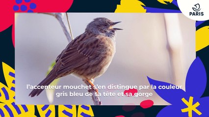 L'accenteur mouchet ou "traîne buisson" | Brèves de nature sauvage à Paris | Paris Podcast