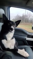 Dog Wants to Hold Hands During Drive