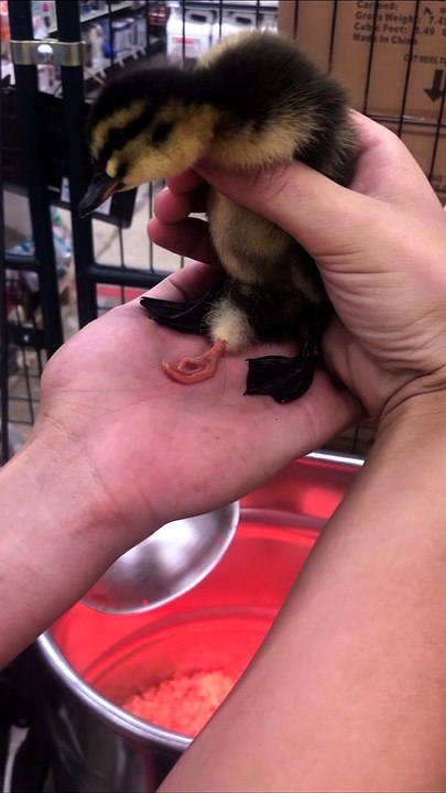 3 Legged Duckling