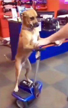 Un propriétaire de chien l'installe sur un Overboard