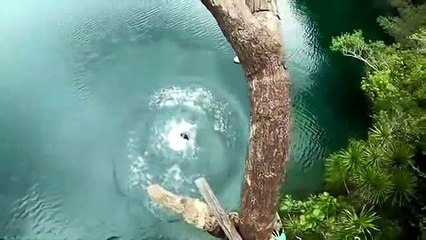 Un plongeon du haut d'un arbre c'est toujours risqué