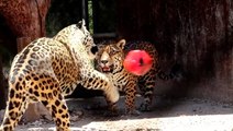 Animals at Mexican zoo enjoy ice cold snack to battle heat