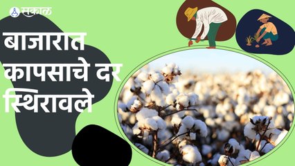 Cotton Prices; बाजारात कापसाचे दर स्थिरावले