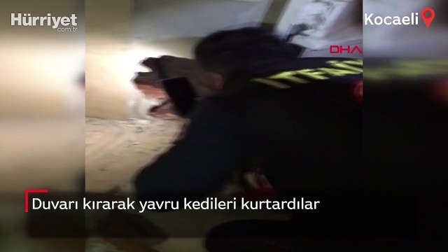 Duvarı kırarak yavru kedileri kurtardılar
