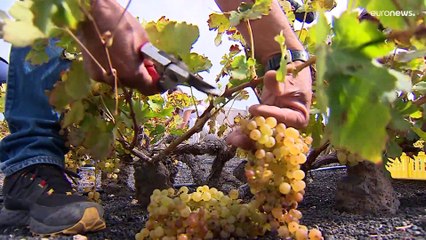 La isla de Lanzarote logra la primera vendimia de invierno en Europa, un desafío al cambio climático
