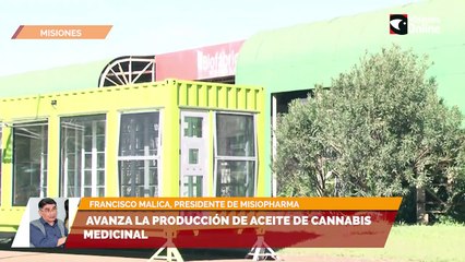 Avanza la producción de aceite de cannabis medicinal en Misiones