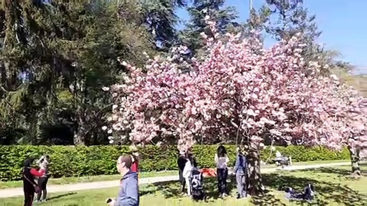 Parc de Sceaux-Hanami 2022