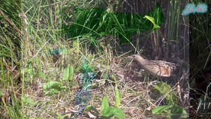 Corn Crake & Tiếng Kêu Vang Từ Vùng Cỏ Rậm Rạp