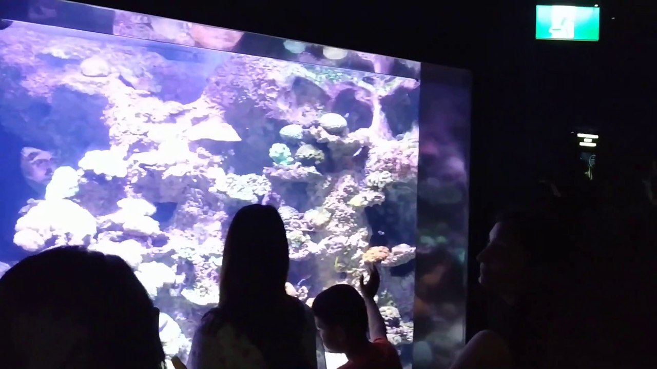 Entertaining Sea Aquarium in Sentosa, Singapore (another part)