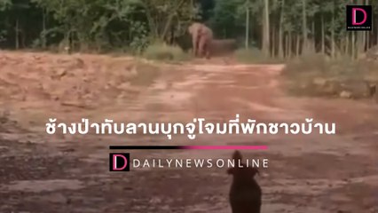 ‘ช้างป่า’ ทับลานบุกจู่โจมที่พักชาวบ้าน ‘สุนัข’ นั่งประจันหน้าไม่ยอมถอย | HOTSHOT เดลินิวส์ 23/04/65